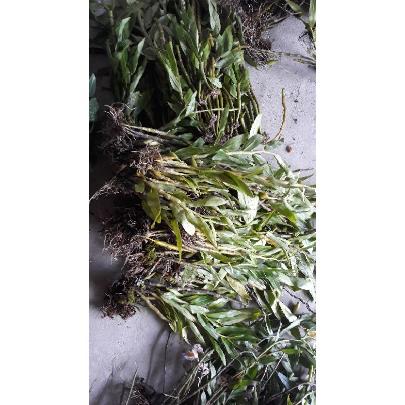 Combo 10 loại lan rừng giá siêu mềm cho ae yêu Lan