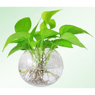 Cây trầu bà thủy sinh