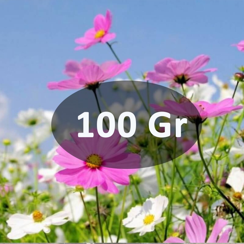 100Gr ( 1 lạng ) hạt giống hoa sao nhái mix nhiều màu