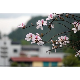 10 Hạt giống cây hoa ban tím