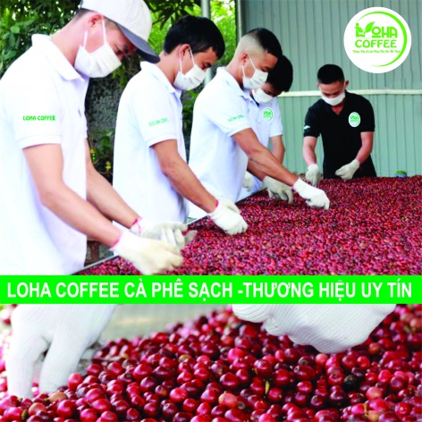 trợ giá] 500g Cà phê hạt ROBUSTA rang xay nguyên chất Pha Phin đậm vị, mạnh, hậu ngọt -LOHA COFFEE - cà phê Loha - cafe