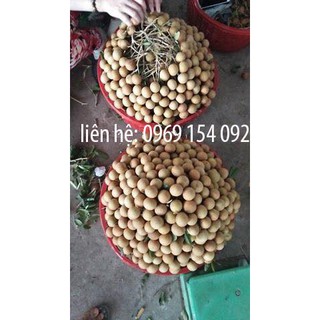 cây nhãn ghép