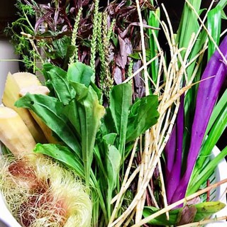 bột dâu ngô, mã đề, rau má, quả la hán uống liền