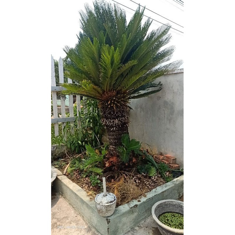 củ giống cây vạn tuế