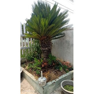 củ giống cây vạn tuế
