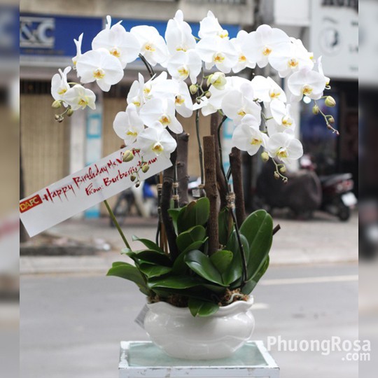 Hoa giả, cành hoa lan hồ điệp cao su 7 - 9 bông cỡ lớn trang trí sang trọng HD-79