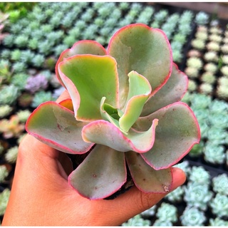 Sen đá bắp cải hồng size bầu 5cm hư 1 đổi 1