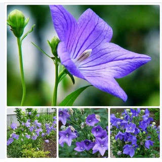 Hạt giống cây cát cánh 1 gói 50 hạt - HG1