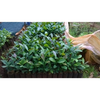 Cây Cà Phê giống Arabica.(GIỐNG CHUẨN)