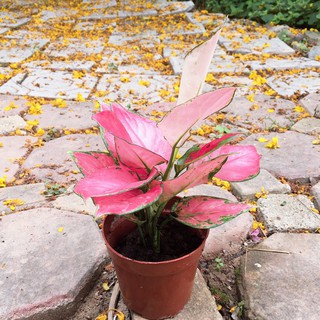 Cây hồng lộc , vạn lộc , hồng phát , phát lộc chậu nhựa