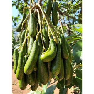 Chất lượng cao giống bơ không hạt