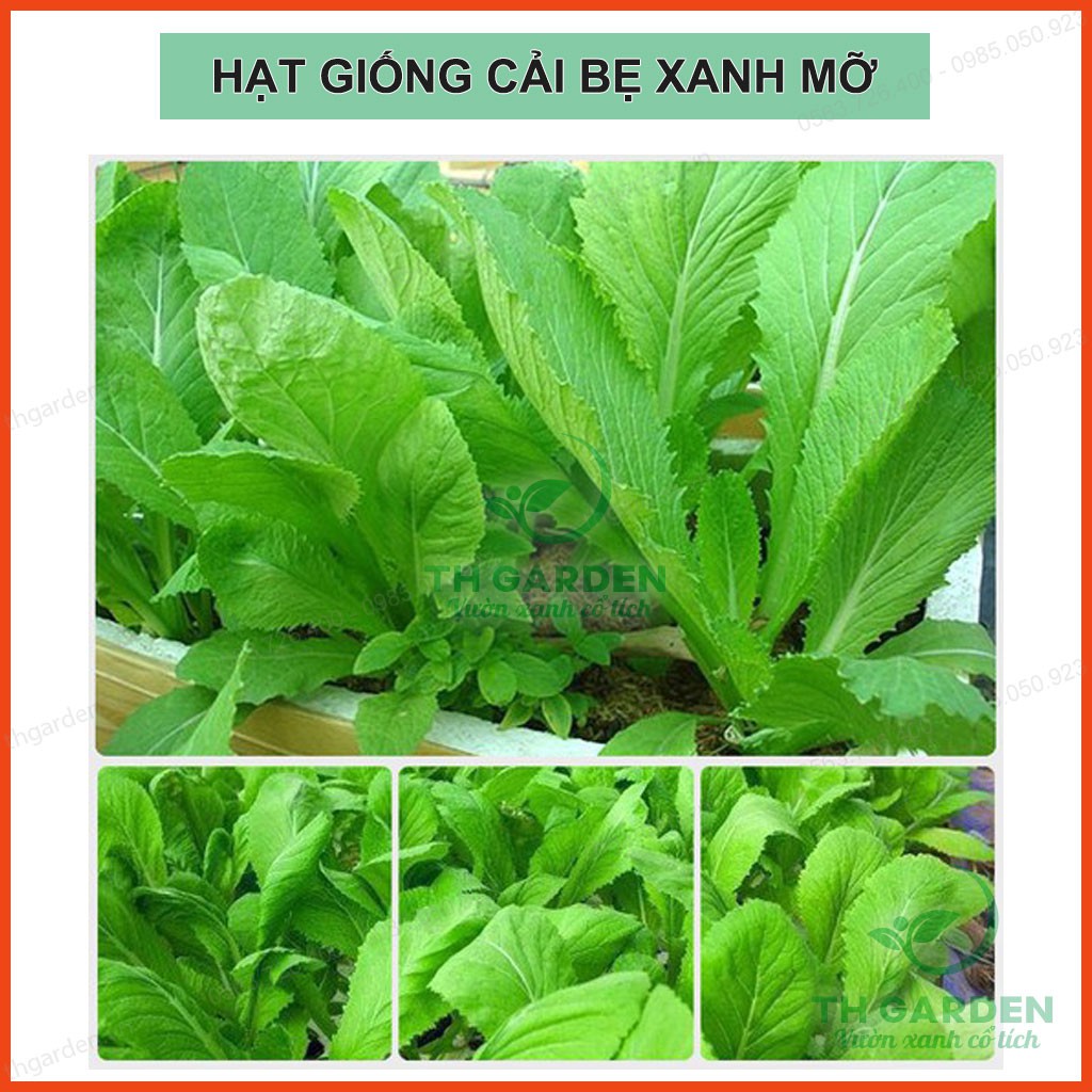 Hạt Giống Cải Bẹ Xanh Mỡ- Cao Sản Gói 20gr