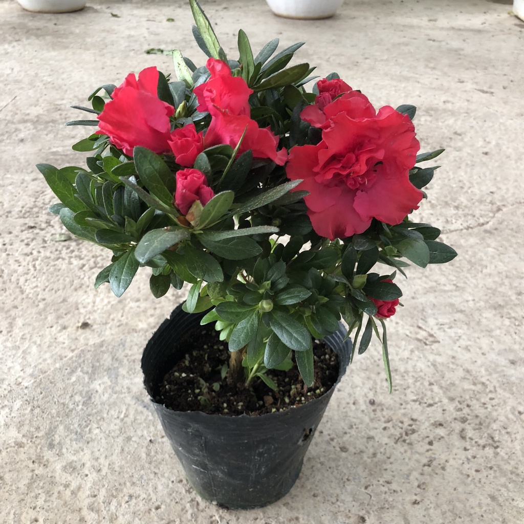 Cây hoa đỗ quyên đỏ siêu hoa, Chiều cao 25cm tán tròn hoa nở rộ màu đỏ may mắn mang phong thủy tốt cho gia đình