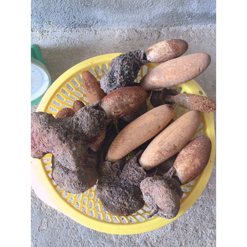 Nấm tích dương 500g | BigBuy360 - bigbuy360.vn