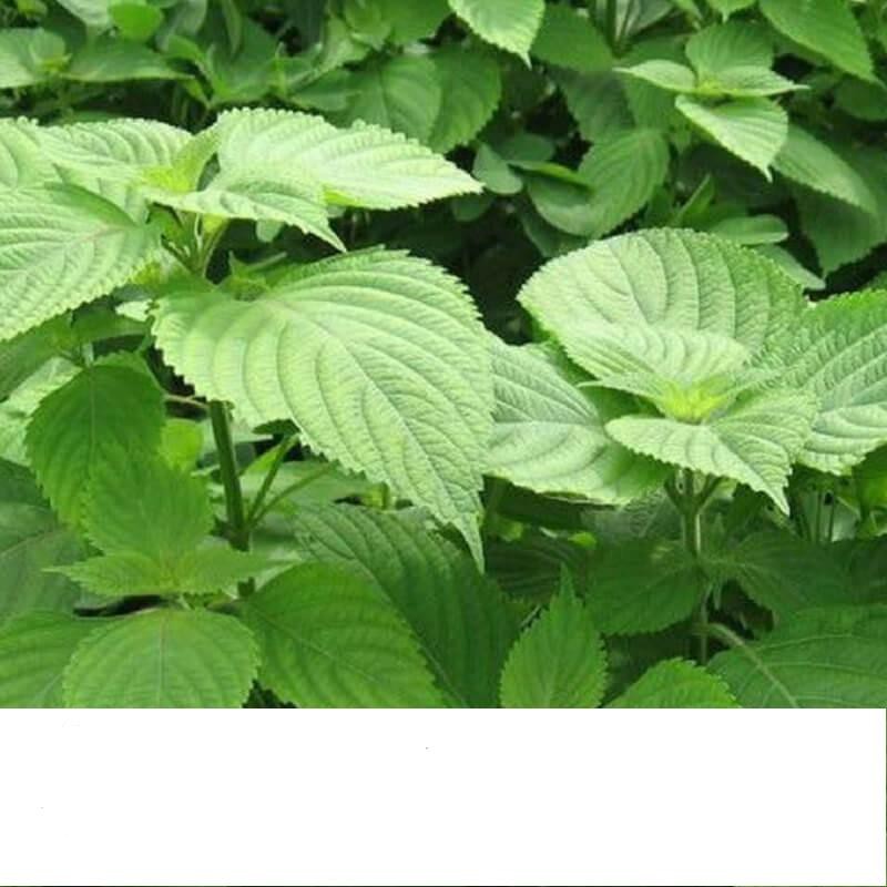 Hạt Giống Rau Kinh Giới Cao Sản 1gr