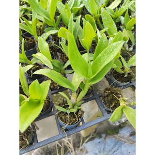 Cây giống lan Dendro Big red lai (mã TDD)-không chuẩn mặt hoa