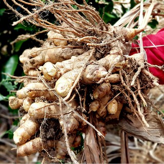 Tinh bột nghệ trắng Túi 500g