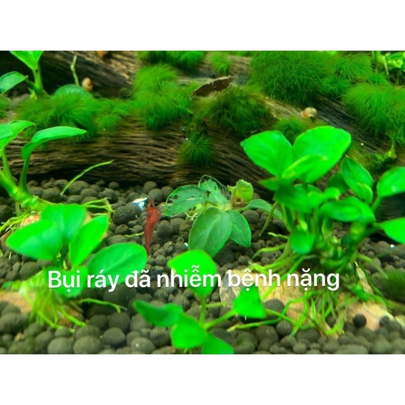 Dung dịch thủy sinh T Doctor - phòng và trị rửa thân ở cây ráy, bucep phân nước