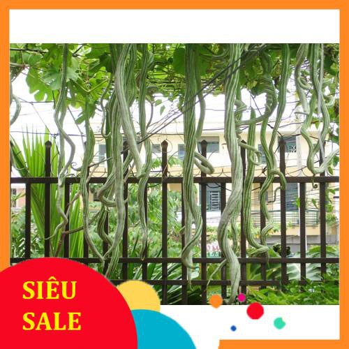 Hạt giống mướp rắn 5 hạt  TẾT KHUYẾN MẠI