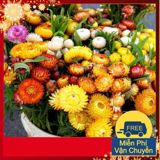 Hạt Giống Hoa Cúc Bất Tử
