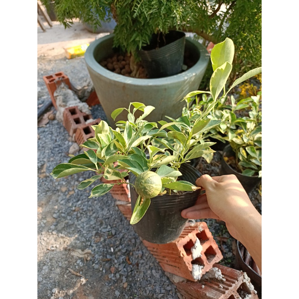 Chậu Tắc Cẩm Thạch trưởng thành - cây ăn trái dễ chăm sóc - Variegated pink lemon