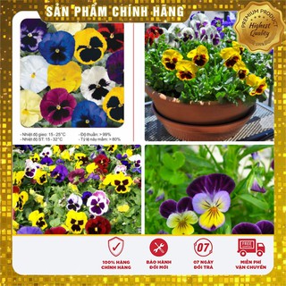 Hạt Giống Hoa Pansy Kép Mix 100 Hạt
