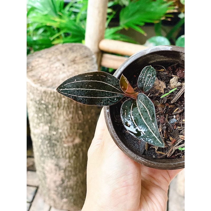Cây Ludisia discolor Jewel Orchid (Lan Trang Sức) chậu nhựa 8cm