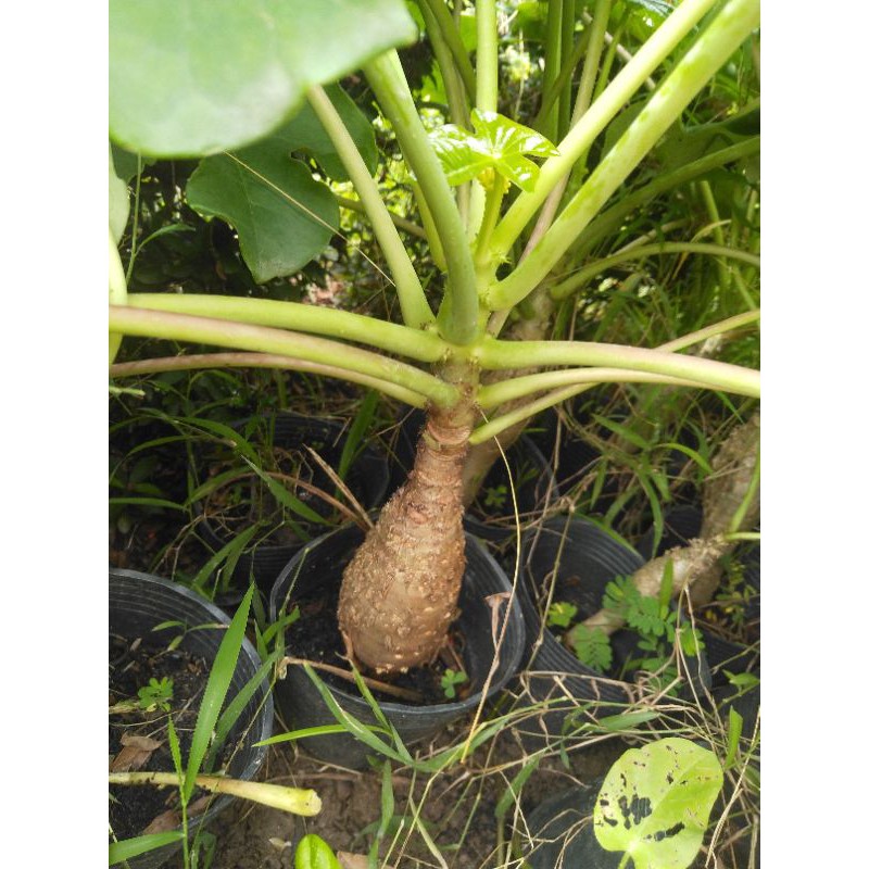 Cây sen tàu Atropha podagrica Hook đang có hoa