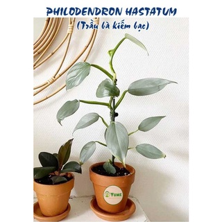 Cây Trầu bà lá kiếm .LK02-cây lá kiểng indoor tree giúp trang trí nhà cửa.xanhshop22