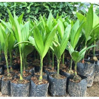 Cây giống câu lùn siêu quả- cam kêt giống chuẩn f1