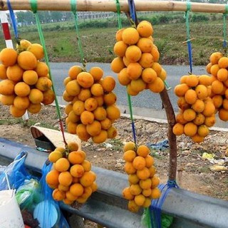 Cây giống thanh trà