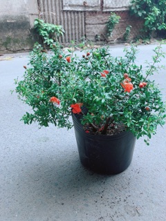 Cây Lựu Lai Cho Sai Trái