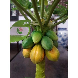 Cây đu đủ 1 thân để bàn