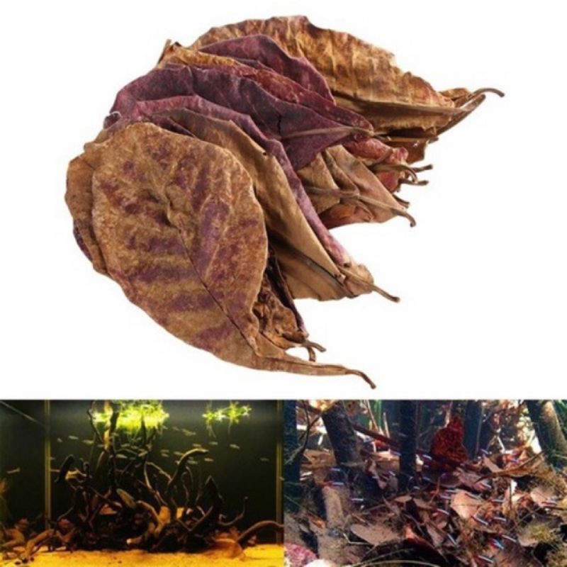 Lá bàng khô tự nhiên và nước lá bàng cho hồ cá