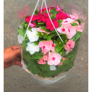 Chậu treo dừa cạn rũ 3 màu  ngẫu nhiên