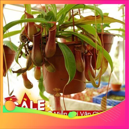 Hạt Giống Cây Nắp Ấm  VIETGAR