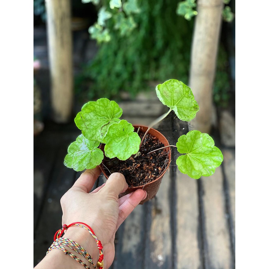 Cây Heuchera Lemon Love (Chuông San Hô Lemon Love) chậu nhựa