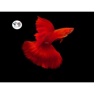 Cá 7 máu full red bds 1 cặp