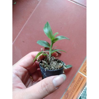 Hoa phong lan phi điệp lộc bắc gieo hạt