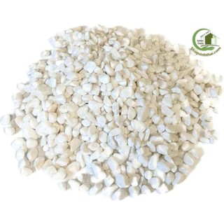 1kg đá sỏi màu trắng mini - đá  trang trí trồng cây - trang trí bể cá - sân vườn