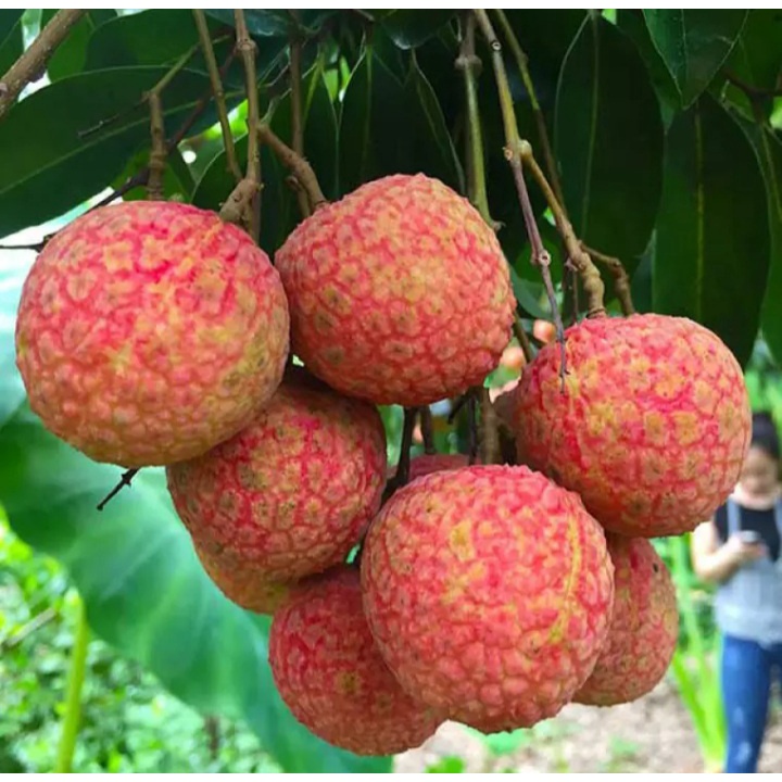 Vải thiều tươi TRỨNG TRẮNG THANH HÀ thượng hạng - 1kg -hàng loại 1 ngon ngọt