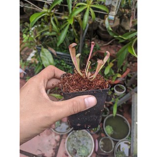 cây cảnh sara alata.hố bẫy đen