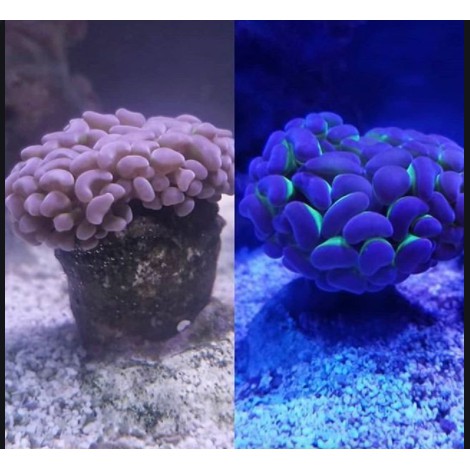 Thức ăn tăng màu và tăng trưởng cho san hô REEF-ROIDS POLYP LAB