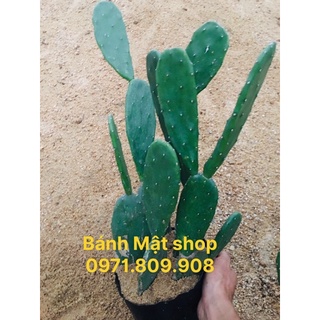 Xương rồng tai thỏ chậu 5 cây