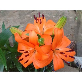 Combo 30 củ tulip