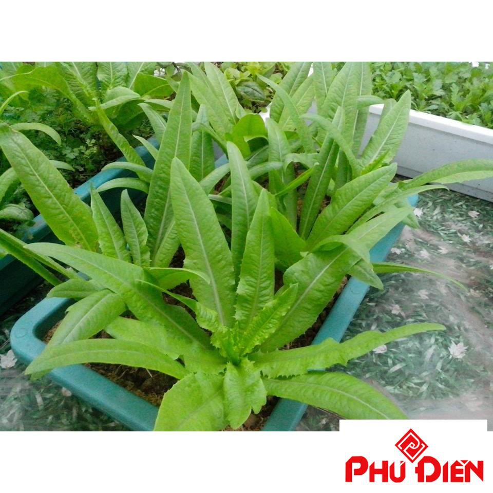 hạt giống rau diếp thơm 5 gram  PHÚ ĐIỀN