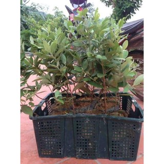 sản phẩm CÂY SIM RỪNG GIỐNG