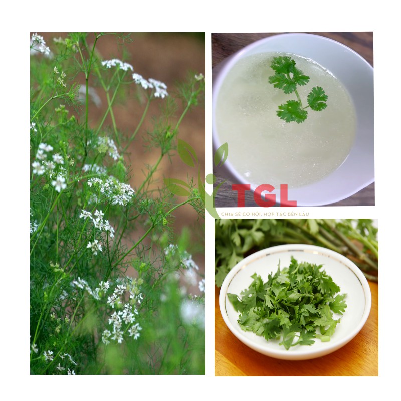 Hạt Giống Rau Mùi Hạt Lớn, Ngò Pháp Phú Điền, Hạt giống rau củ quả chất lượng tốt - Gói 20 Gram