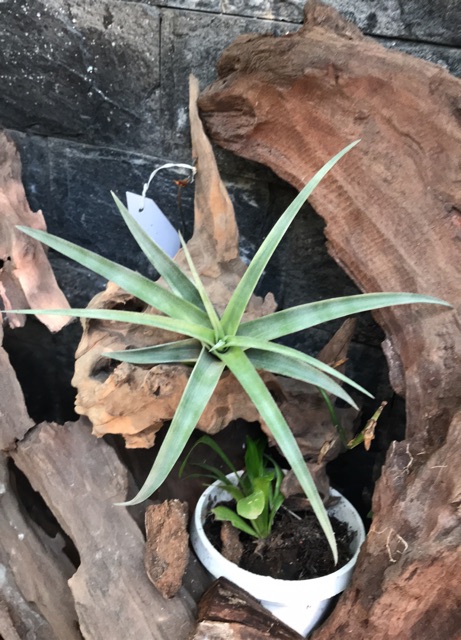 Cây không khí Tillandsia flexuosa