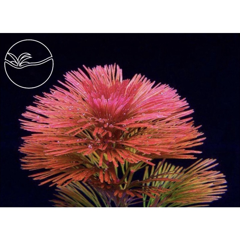 Red Cabomb - Cây Rong La Hán Đỏ - Cây Thủy Sinh